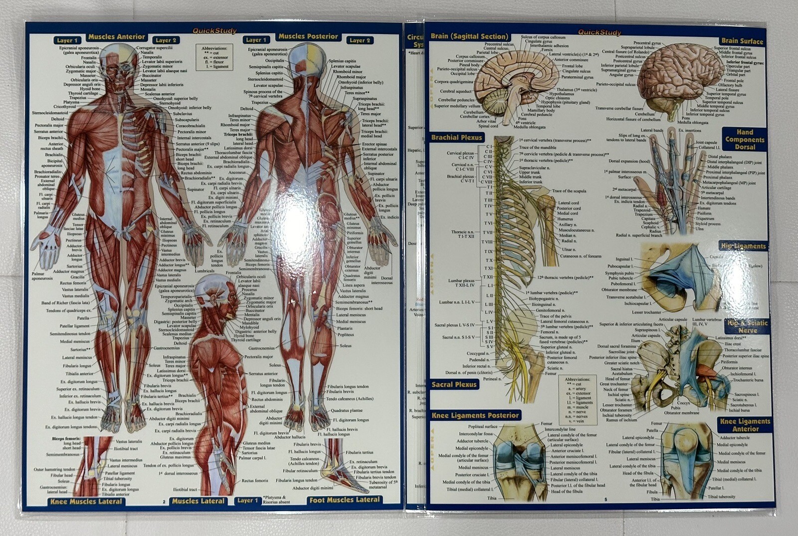 QuickStudy Bar Chart: Bar Charts Anatomy Study Guide Med/Health