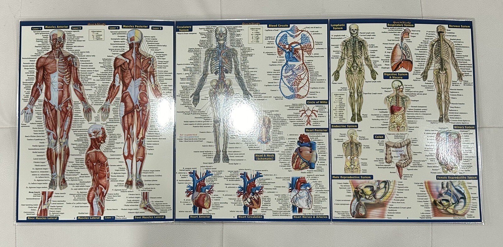QuickStudy Bar Chart: Bar Charts Anatomy Study Guide Med/Health